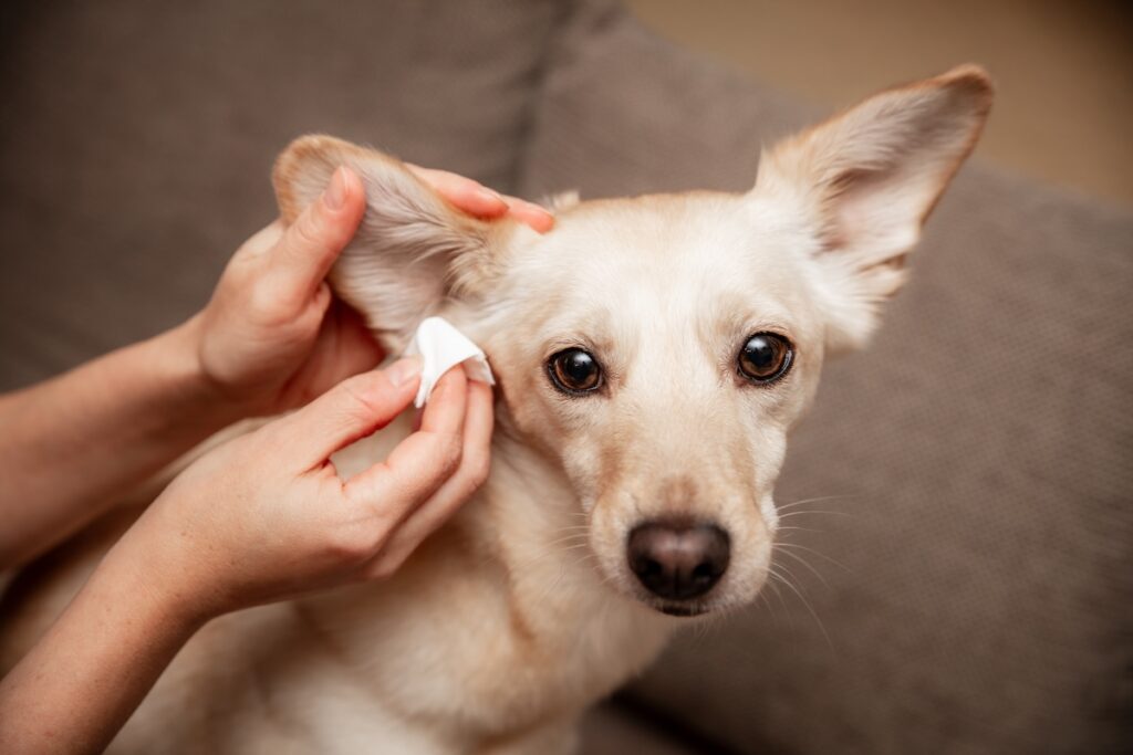 Ohrenpflege Hund