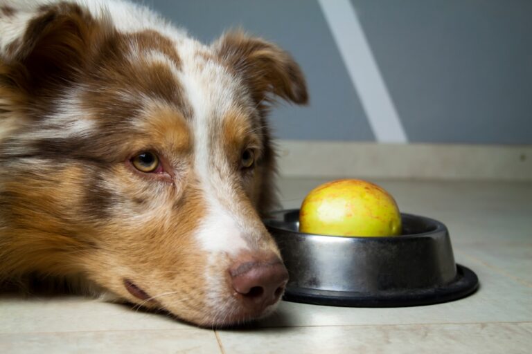 Bio-Hundefutter