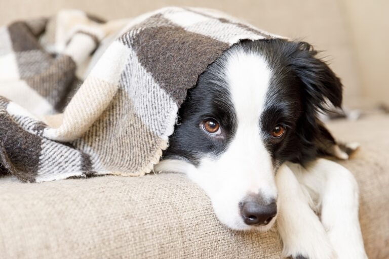 Border Collie liegt unter einer karierten Wolldecke auf dem Sofa