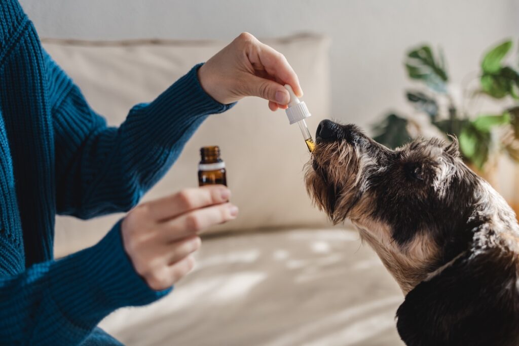 Reiseapotheke für Hunde