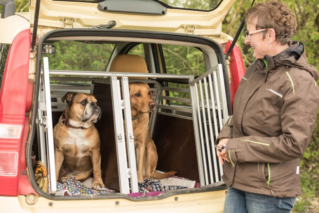 Hund liegt in einer Transportbox im Kofferraum eines Autos