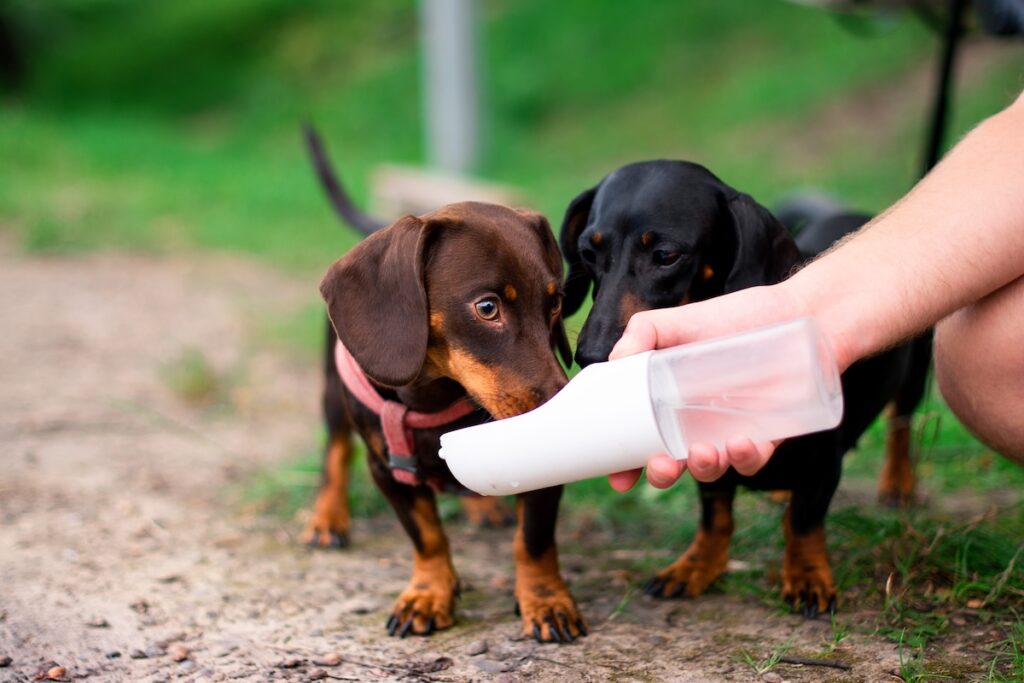 Trinkflaschen für Hunde