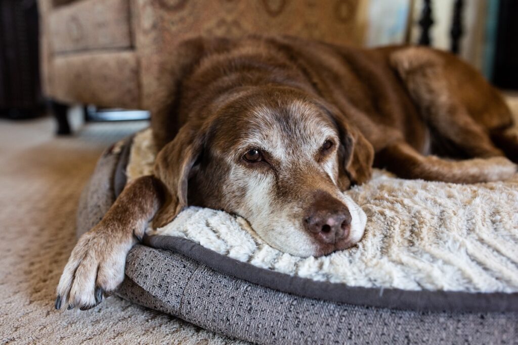 Alter Labrador mit grauer Schnauze liegt auf einem weichen Hundebett