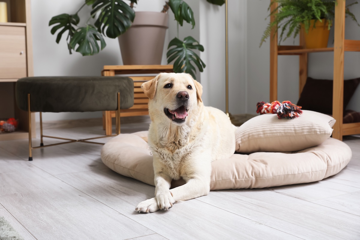 Labrador liegt entspannt auf einem runden Hundebett im Wohnzimmer