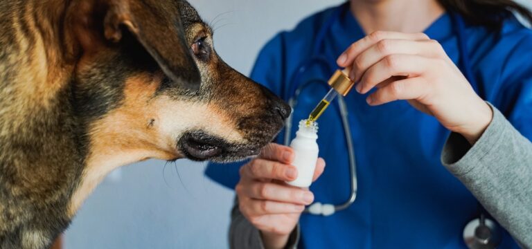 Hund schnuppert an einer Pipette, die eine Tierärztin über ein Fläschchen hält
