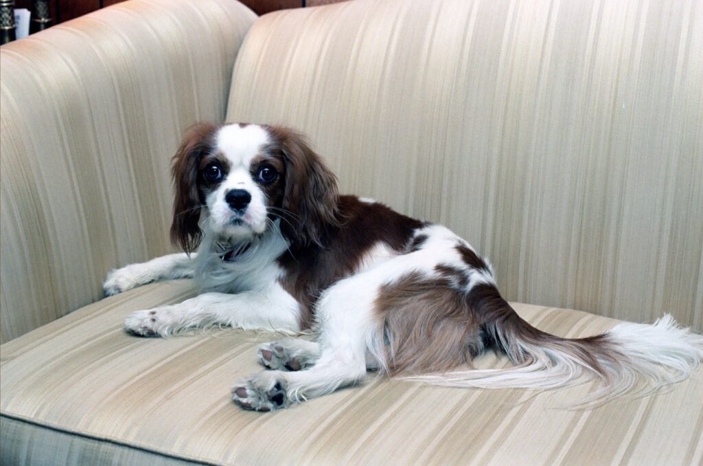 Cavalier King Charles Spaniel liegt auf einem Sofa