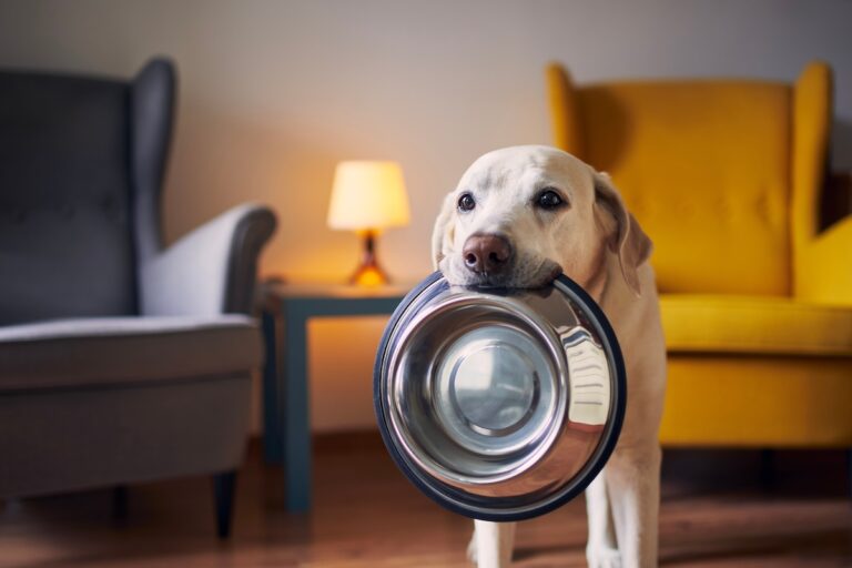 Labrador trägt einen leeren Edelstahlnapf im Maul durch das Wohnzimmer