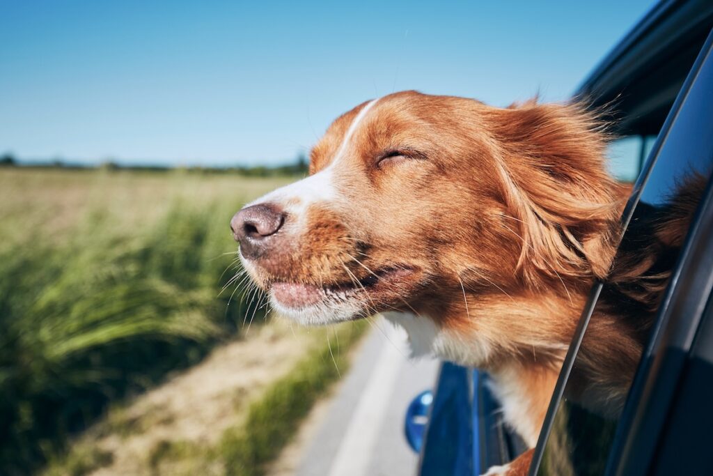 Hund streckt den Kopf aus dem offenen Autofenster in den Fahrtwind