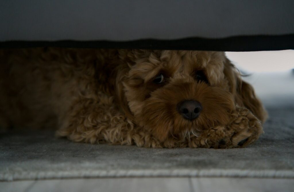 Brauner Lockenhund liegt unter einem Sofa und schaut hervor